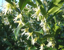 2x fragrant shrubs Christmas