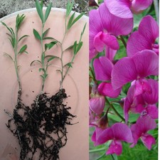 Pink perennial sweet - perennial, pea