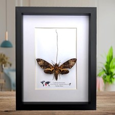 Framed coelonia fulvinotata