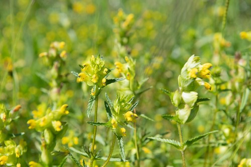 Yellow rattle 1200 seeds - rattle, –