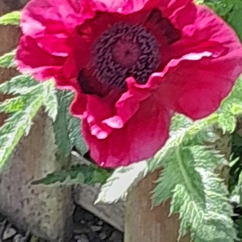 New oriental burgundy poppy - 1,