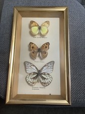 Taxidermy Framed Examples of  Butterflies
