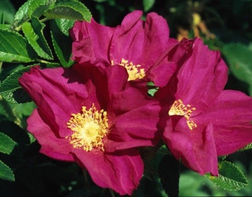 Red white hedging rose - hedging,