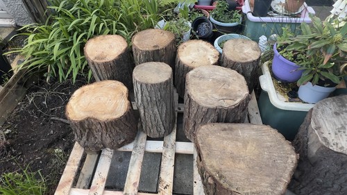 Tree stumps rustic stools - stumps,