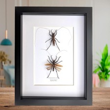 Framed shiny longhorn katydid