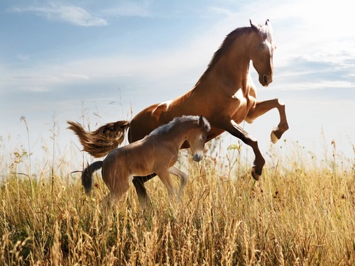 Horse mom and baby lenticular - horse,