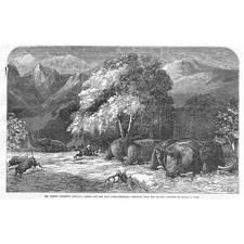 Elephant Ivory Hunting Shooting from the Saddle - Antique Print 1855