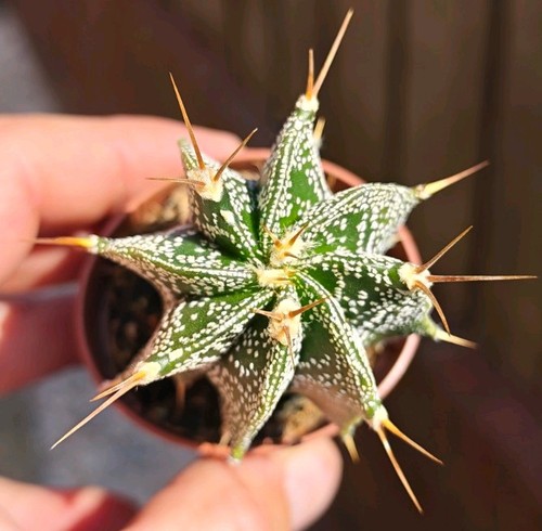 Astrophytum ornatum - astrophytum,