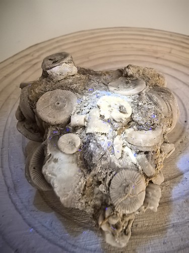 Ammonite fossil cluster - fossil, in