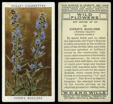 Viper's Bugloss #33 Wild