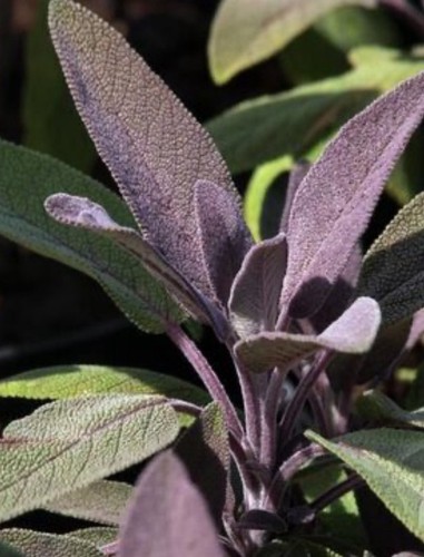 Purple sage herb plants - sage,
