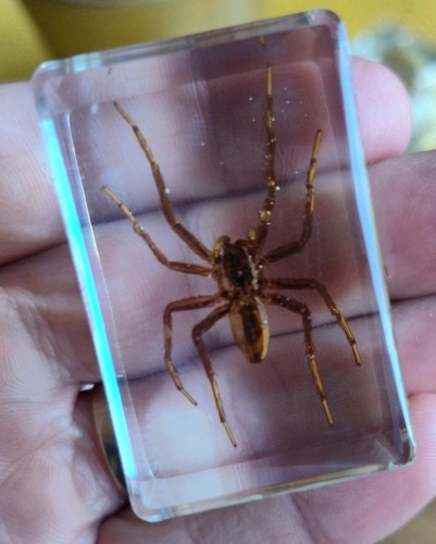 Real spider bug insect - spider,
