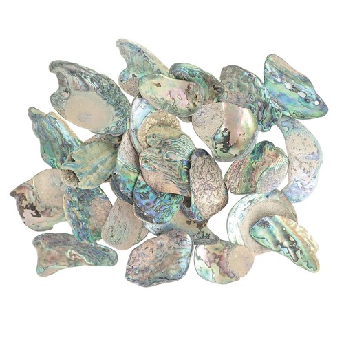 Paua abalone shell pieces - shell,