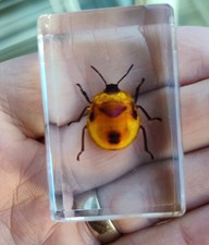 Real Bug  Insect Preserved in