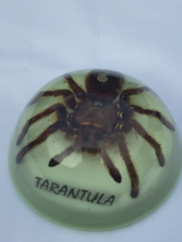 Large tarantula insect - tarantula,