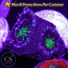 Green hulk acan - acan, wysiwyg