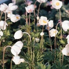 Anemone sylvestris 'Madonna' /