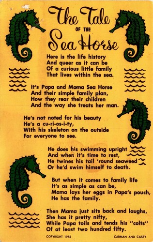 Sea horse papa mama - sea,