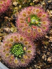 Drosera Paleacea 10 Gemmae