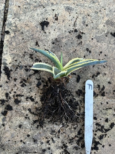 Agave americana variegated - agave,