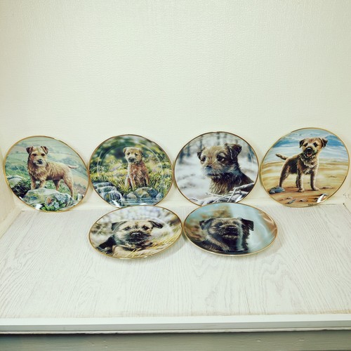 Danbury mint border terrier - danbury,