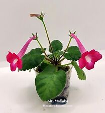 Mini Sinningia Alt-Malinka