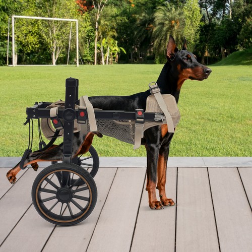 Modern pet rehabilitation - modern,