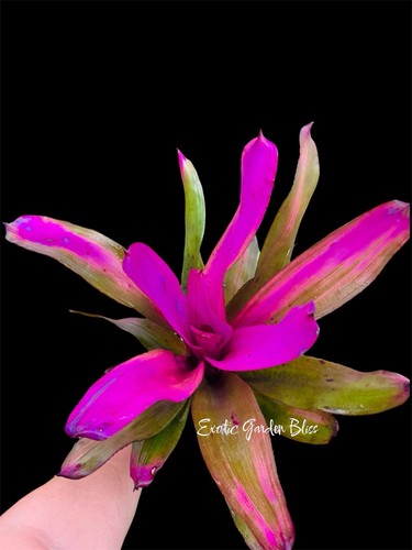 Neoregelia sandy - ‘sandy’, |