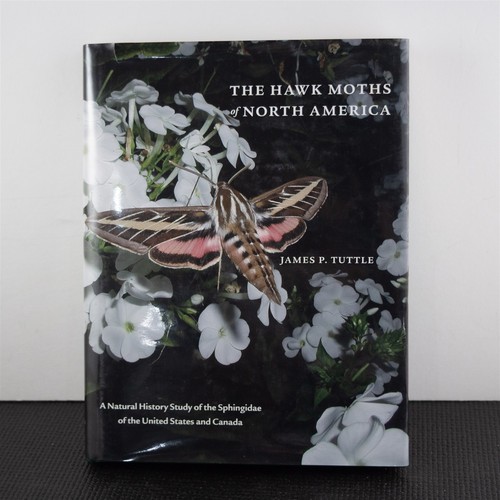 Hawk moths north america - hawk,