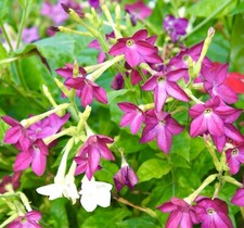 2100x Dwarf Tobacco Nicotiana