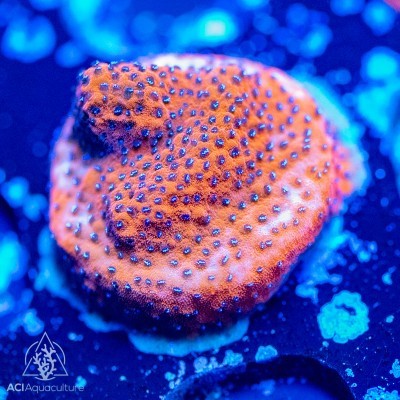 Aci cultured mystic sunset - aci,