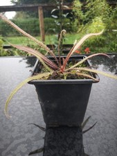 Drosera adelae Sundew 9cm pot