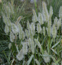 Beard Grass - Polypogon monspeliensis - 0.01 g (75 Approx) - Rabbit's Foot Grass