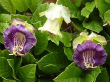 FLOWER COBAEA MIXED (CUP AND