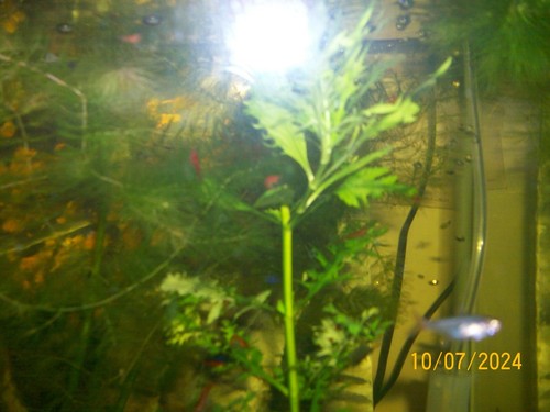 Red cherry shrimp - 5,