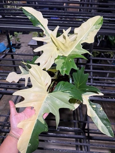 Philodendron golden dragon - philodendron,