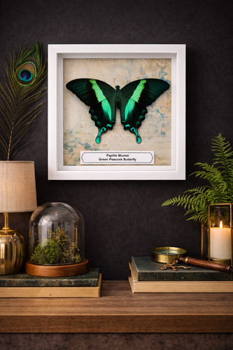 Real green peacock - real,