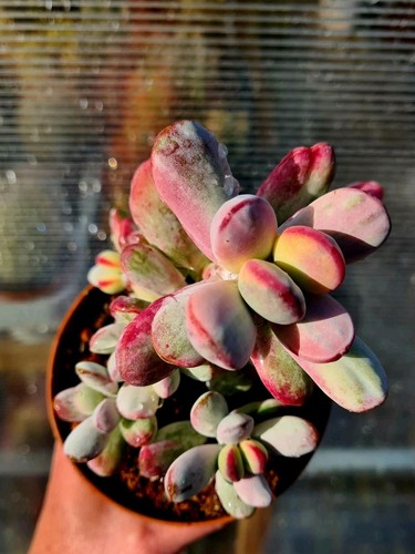 Cotyledon orbiculata oophylla - orbiculata,