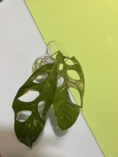 Obliqua tiwintza wide - obliqua,