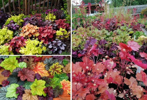 Heuchera coral bells - coral, mixed