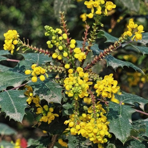 Mahonia media charity - 'charity', oregon