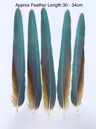 Parrot macaw feather crafts - parrot,