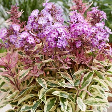 Phlox Olympus Plants Outdoor