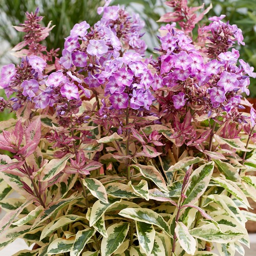 Phlox olympus plants outdoor - olympus,