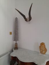 Large huge Taxidermy eland stag Buffalo antelope bull Horns skull
