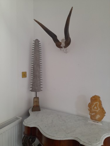 Large huge taxidermy eland - large,