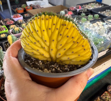 8-10 Cactus Live Plants T.P