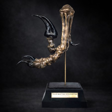 Velociraptor foot Fossil