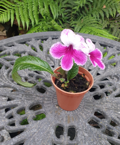 Streptocarpus plant matilda - plant,