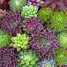 House Leek Sempervivum Species